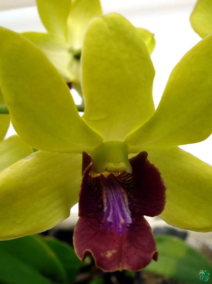 Orchid - Dendrobium Thongchai Gold (Blooming Size)