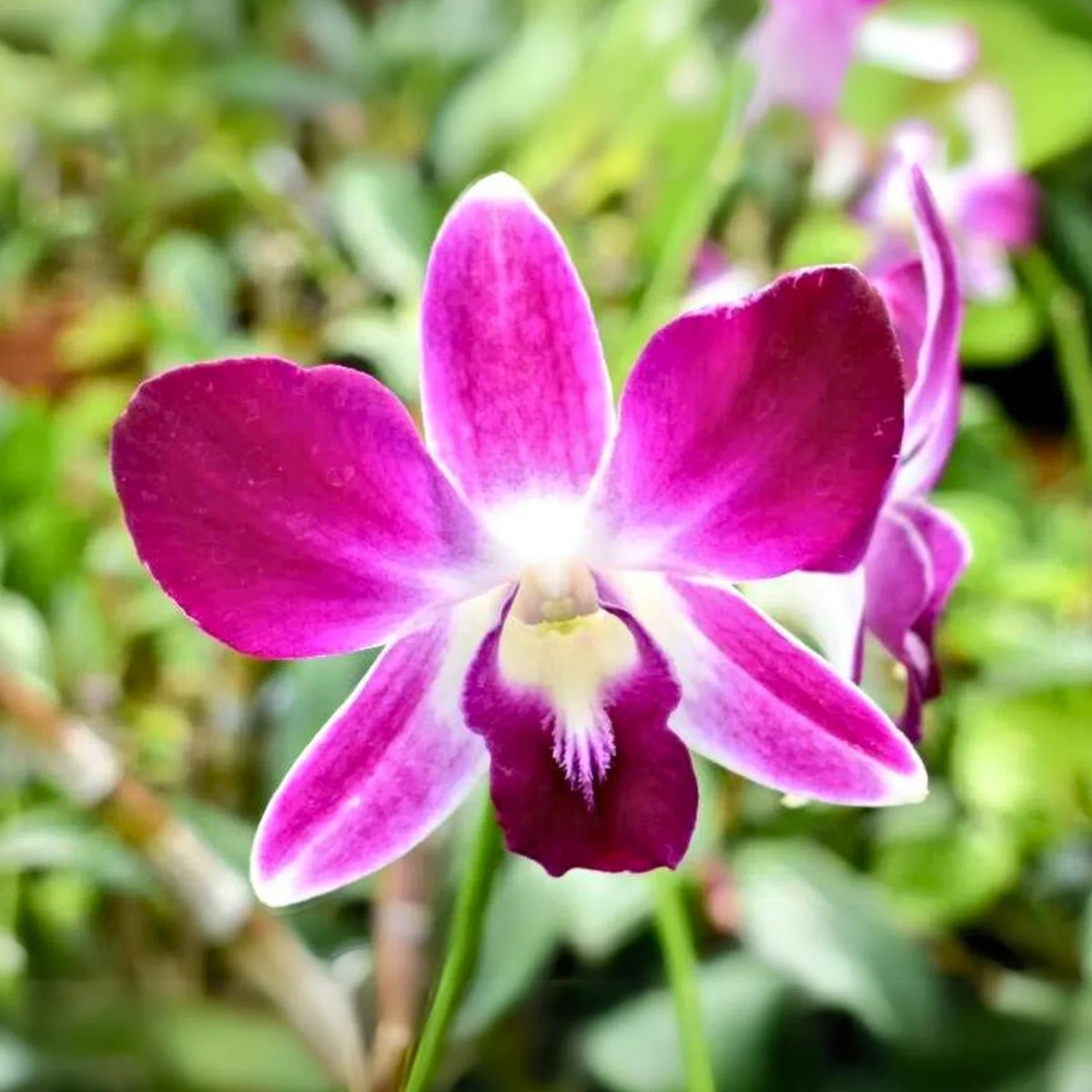 Orchid - Dendrobium Erasakul Rot Gold (Blooming Size) - plant store® 