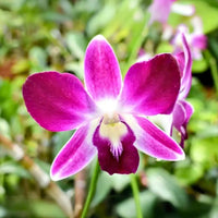 Orchid - Dendrobium Erasakul Rot Gold (Blooming Size) - plant store® 
