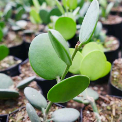 Dollar Plant (Bare Rooted)