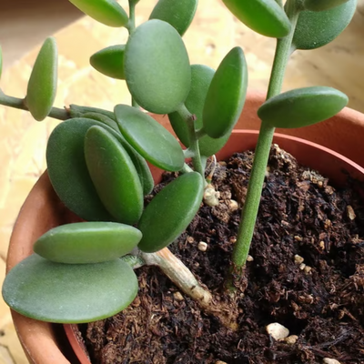 Dollar Plant (Bare Rooted)