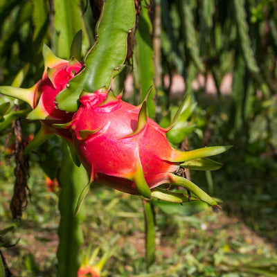 Moroccan Red Dragonfruit Grafted Tree