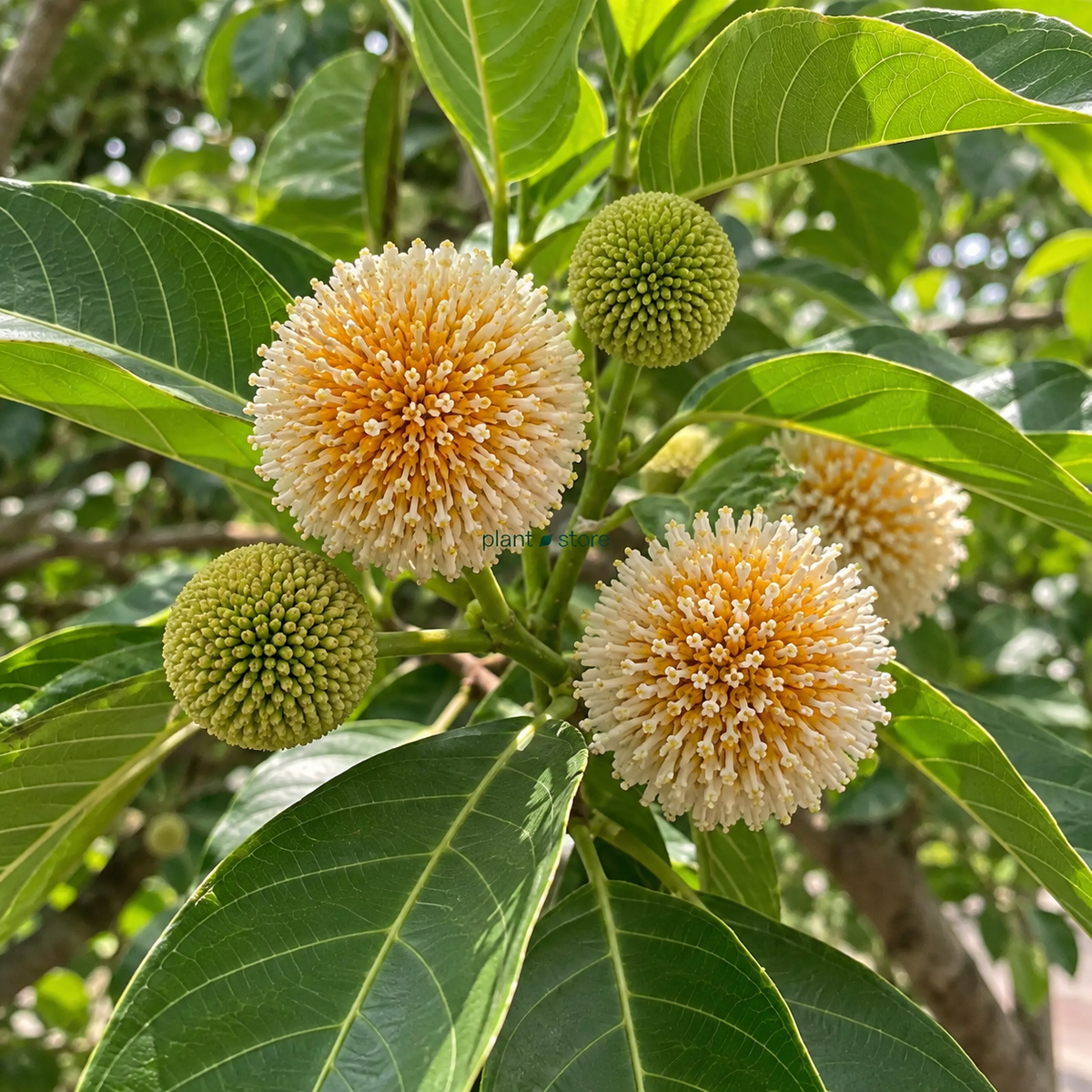 Dwarf Kadam Plant