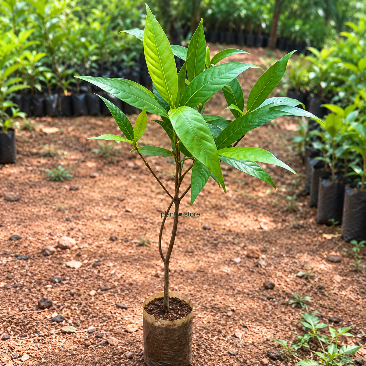 Dwarf Kadam Plant
