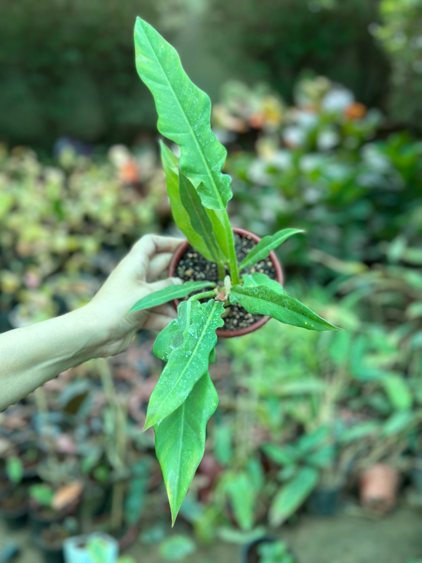 Philodendron Narrow Escape - plant store® 