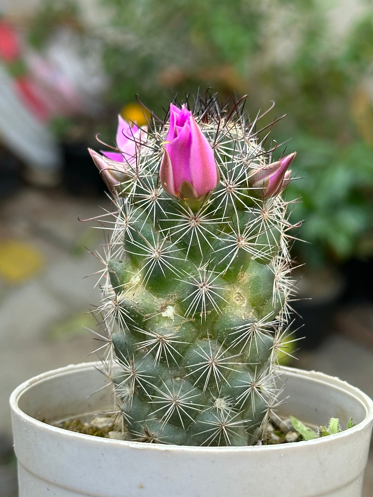 Coryphantha or Beehive Cactus