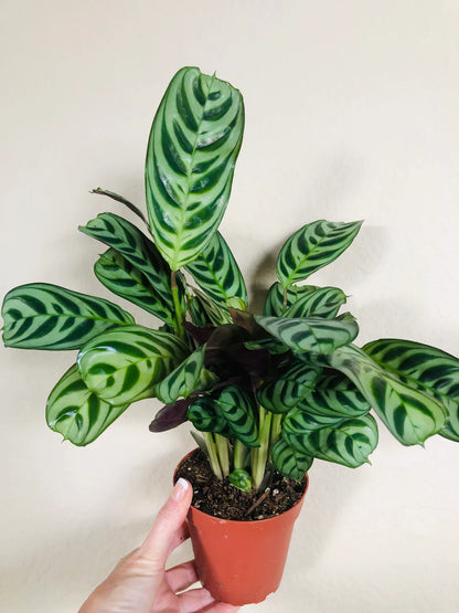 Calathea Burle Marxii