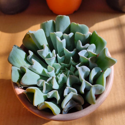 Echeveria Topsy Turvy Bare Rooted