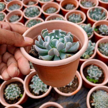 Echeveria Topsy Turvy Bare Rooted