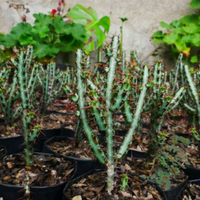 Euphorbia Aeruginosa Schweik (Bare Rooted)