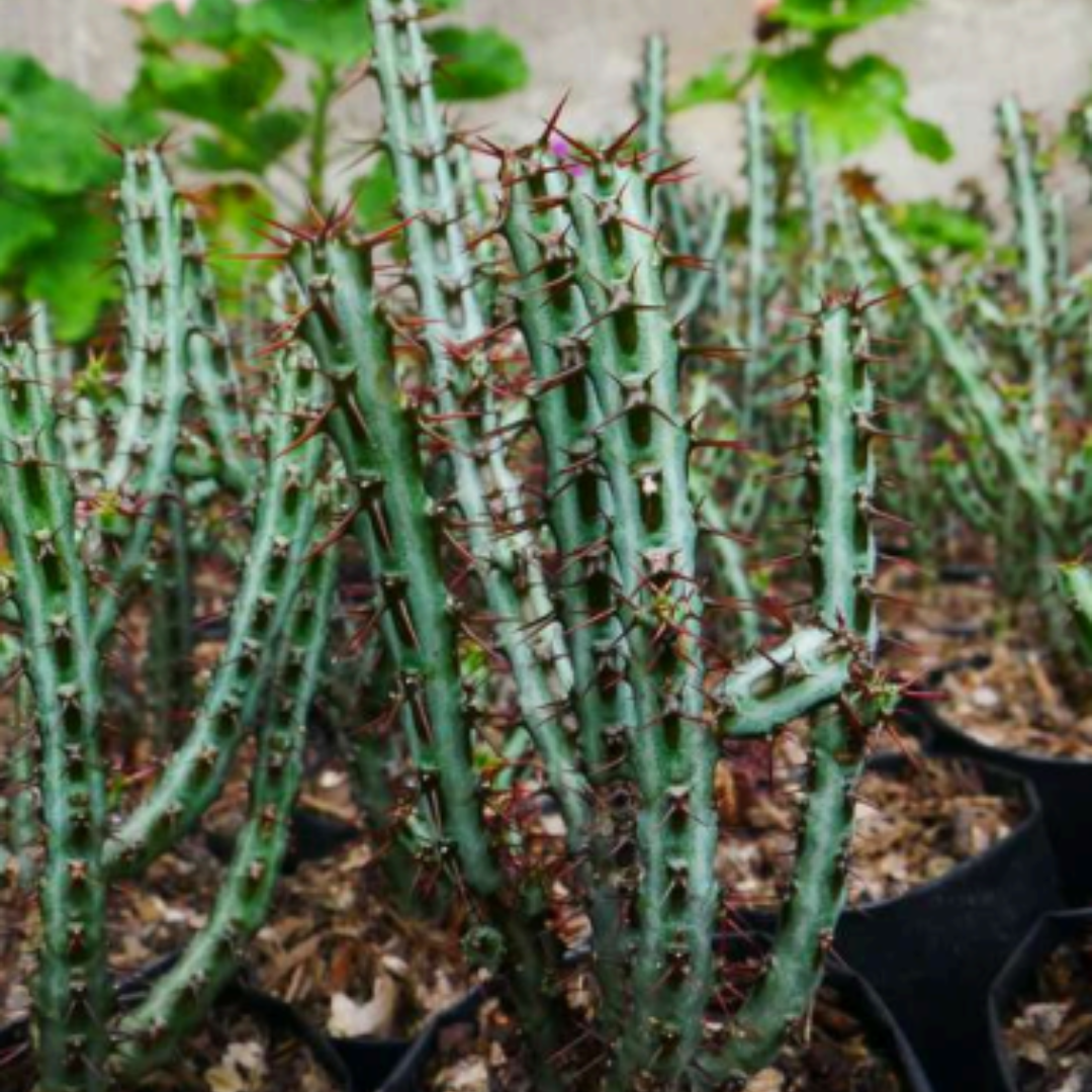 Euphorbia Aeruginosa Schweik (Bare Rooted)