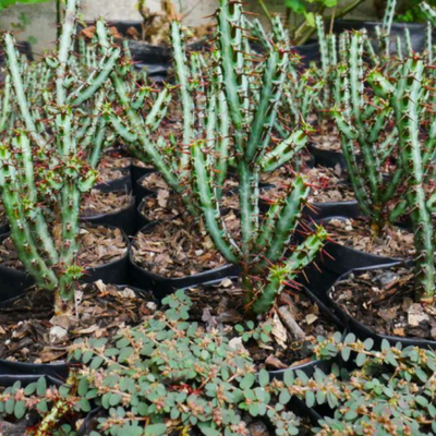 Euphorbia Aeruginosa Schweik (Bare Rooted)