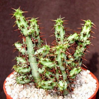 Euphorbia Aeruginosa Schweik (Bare Rooted)