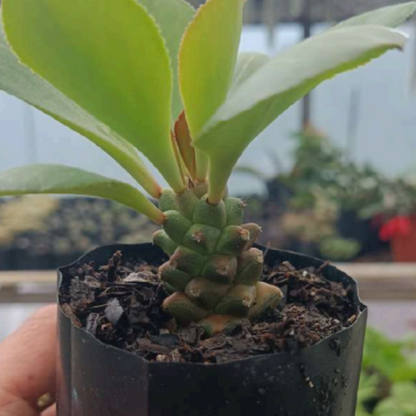 Euphorbia Monadenium (Bare Rooted)