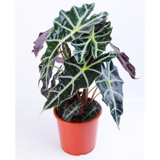 Alocasia Polly or Amazonica