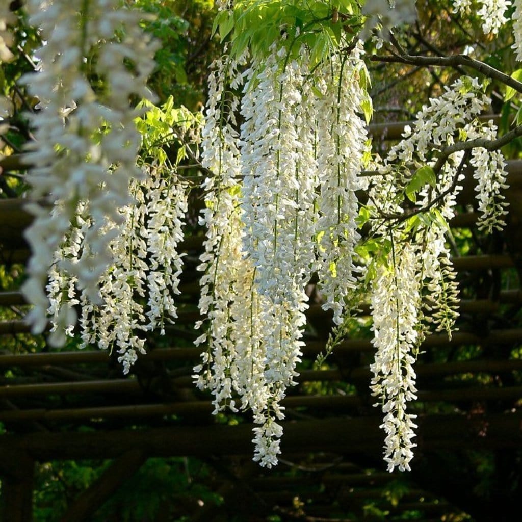 Japanese Wisteria Plant
