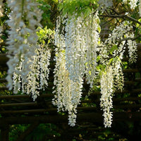 Japanese Wisteria Plant