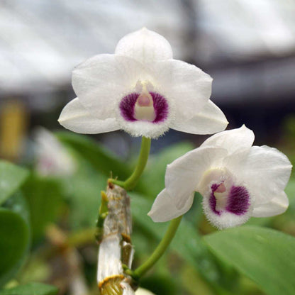 Dendrobium Nestor Semi Alba (Blooming Size)