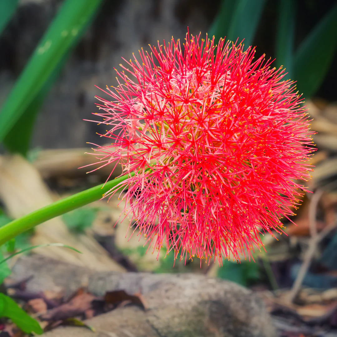 Football Lily Bulbs (Red)