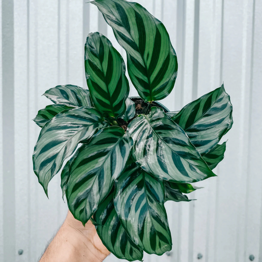 Calathea Freddie