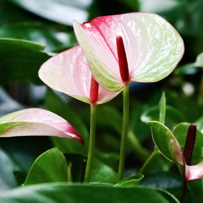 Anthurium Plants (with minimum 2 flowers)