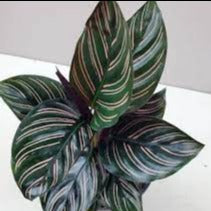 Calathea Ornata