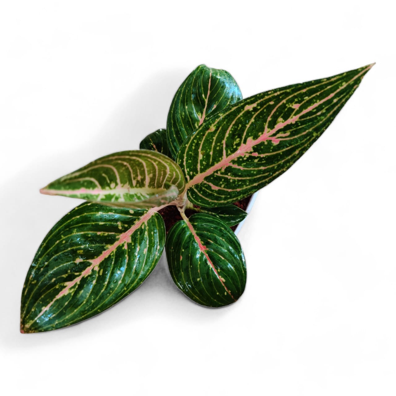 Aglaonema Rotundum 'Tiger'