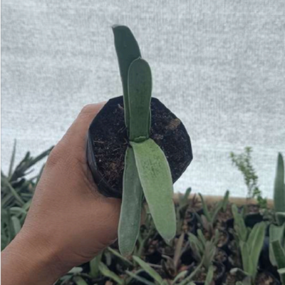 Gasteria Gracilis Giromagi (Bare Rooted)