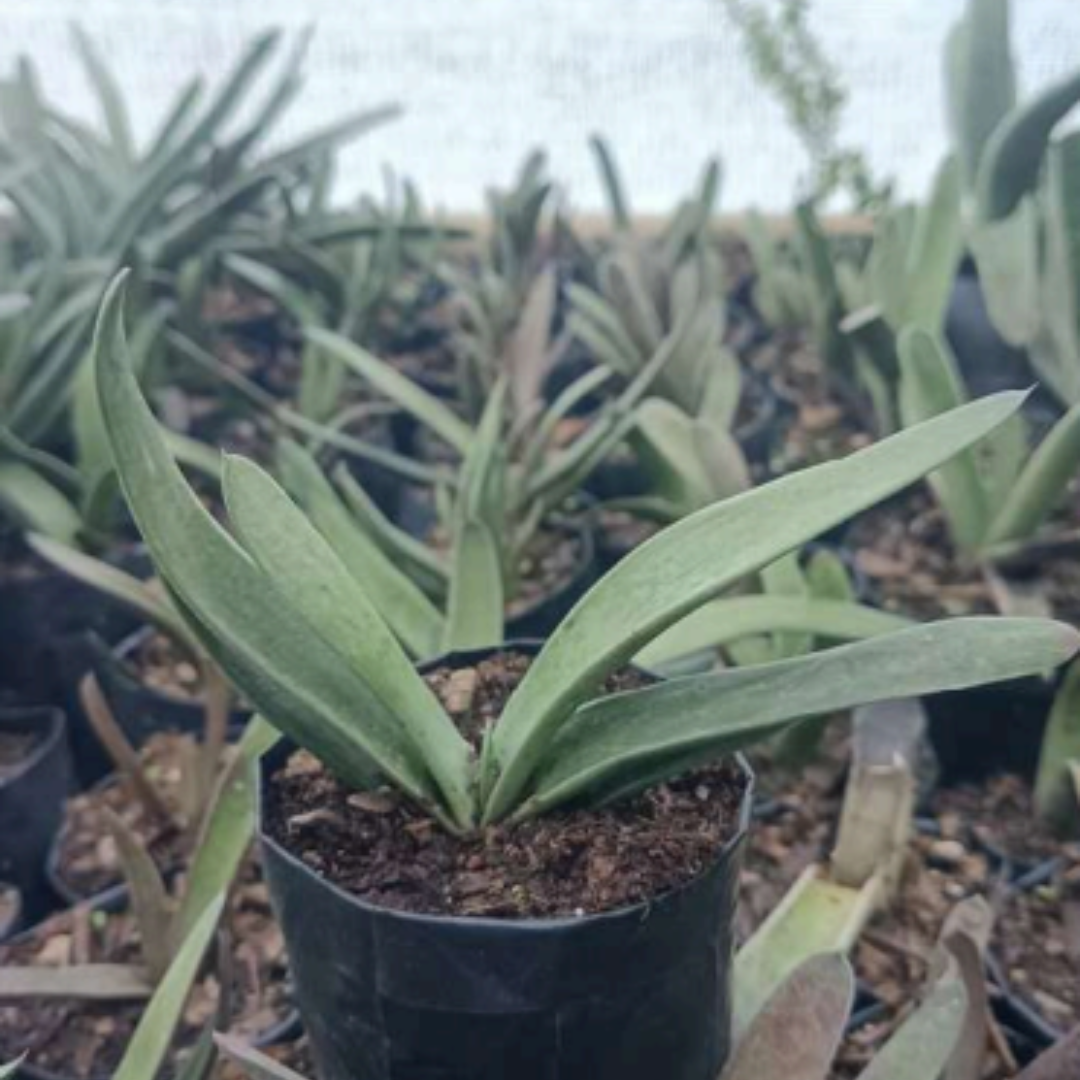Gasteria Gracilis Giromagi (Bare Rooted)
