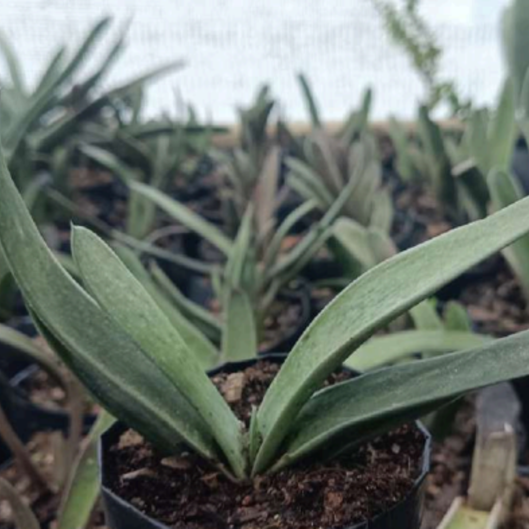 Gasteria Gracilis Giromagi (Bare Rooted)