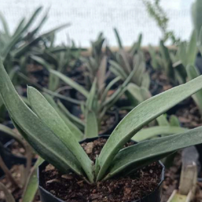 Gasteria Gracilis Giromagi (Bare Rooted)
