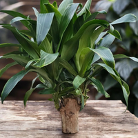 Brazilian Wood Plant – Giant Green