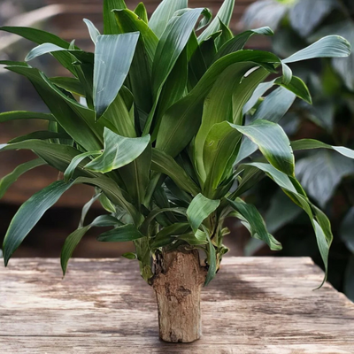 Brazilian Wood Plant – Giant Green