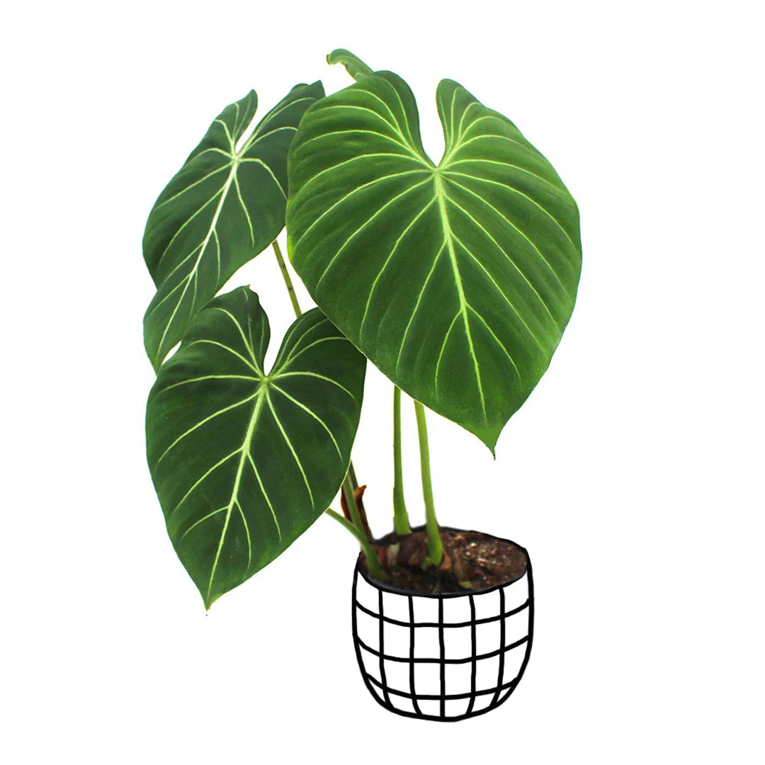 Philodendron Gloriosum - plant store® 