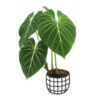 Philodendron Gloriosum - plant store® 