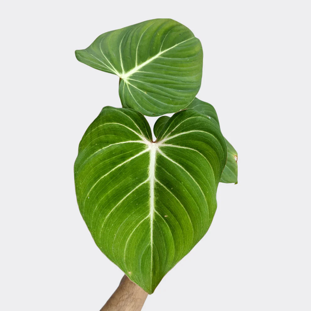 Philodendron Gloriosum