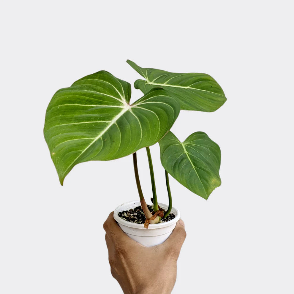 Philodendron Gloriosum