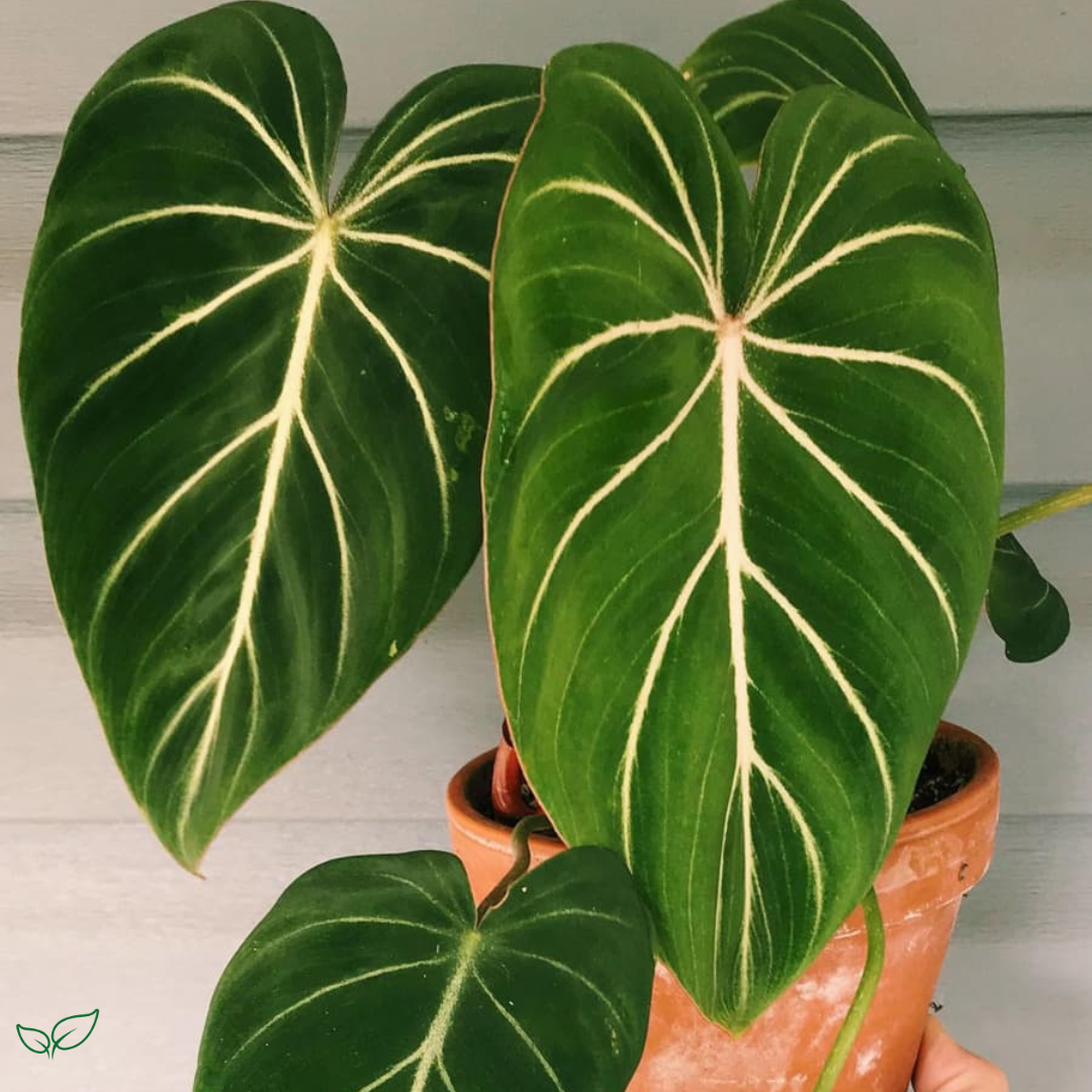 Philodendron Gloriosum - plant store® 