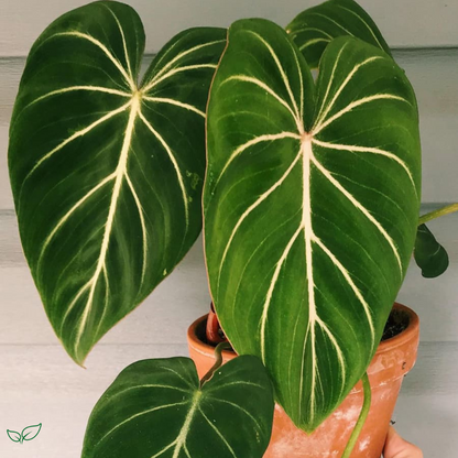 Philodendron Gloriosum