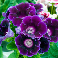 Gloxinia Double Petal (Mix Colour) Bulbs