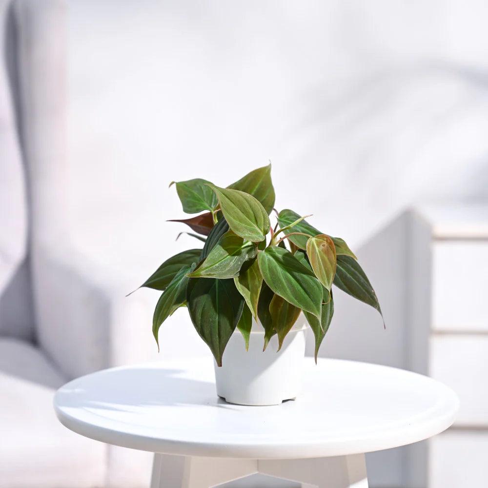 Offer of The Week Combo of 2: Green Money Plant (Epipremnum Aureum) + Philodendron Micans Velvet - plant store® 