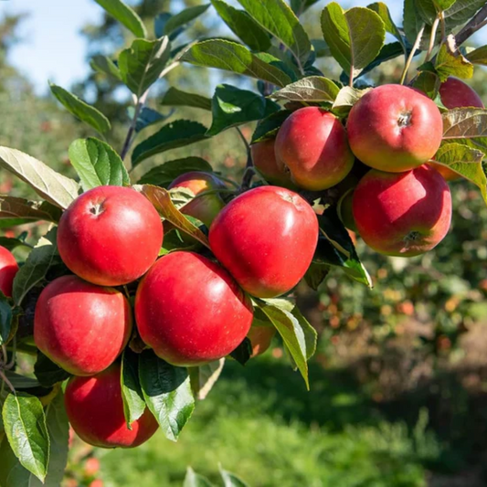 HRMN 99 Apple Grafted Tree