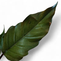Philodendron Choco Empress - plant store® 