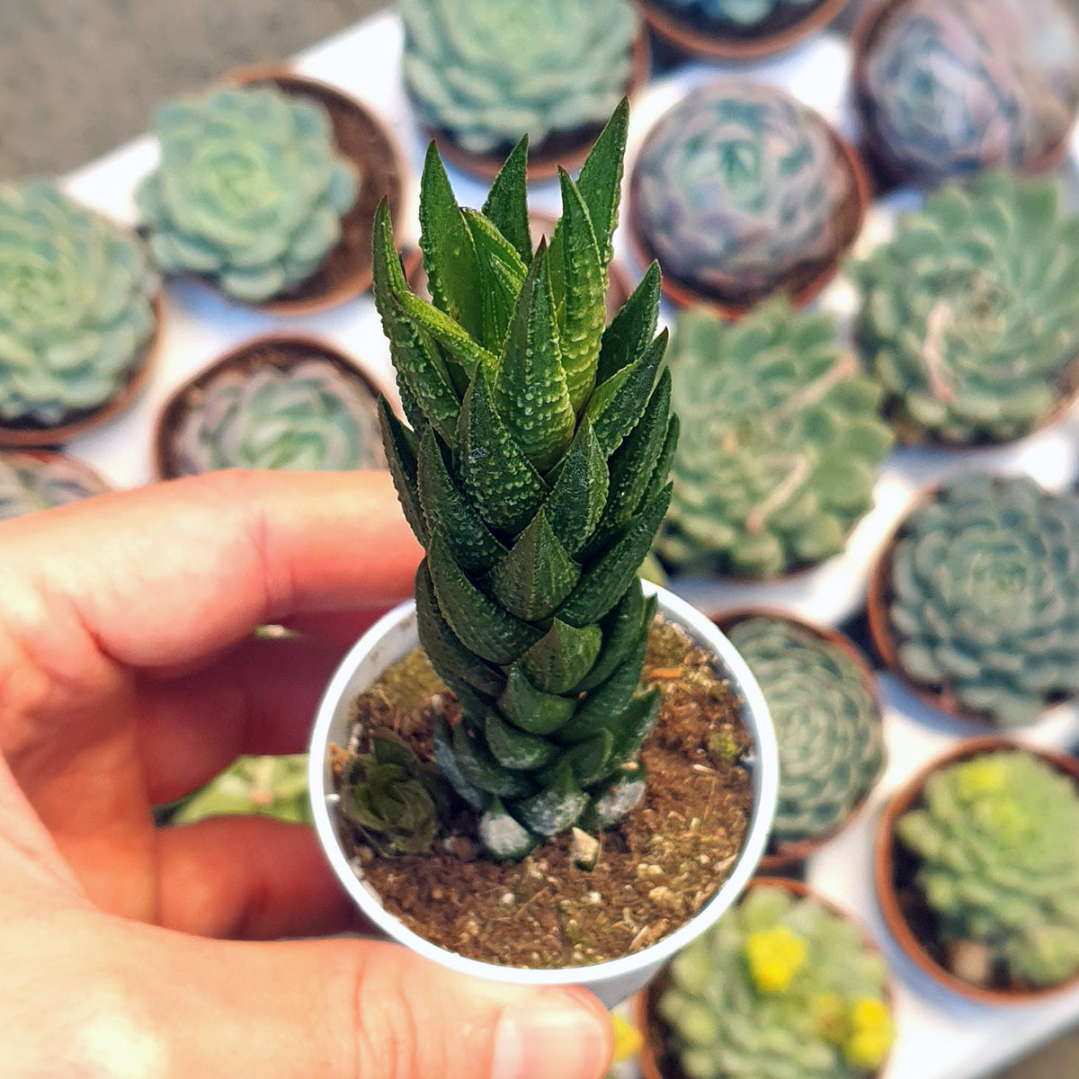 Haworthia Coarctata Succulent with Pot - plant store® 