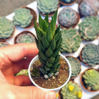Haworthia Coarctata Succulent with Pot - plant store® 