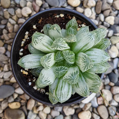 Haworthia Cooperi Variegated  Pilifera (Bare Rooted)