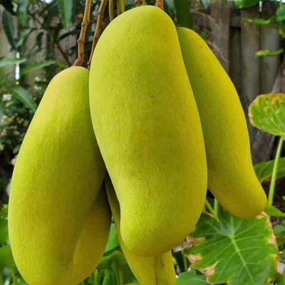 Honeydew Mango Grafted Tree