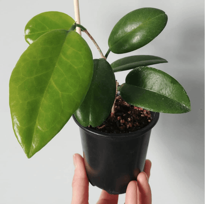 Hoya Globulosa (Pink Flower)