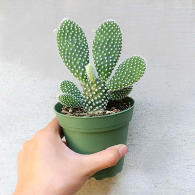 White Bunny Ear Cactus (Bare Rooted)