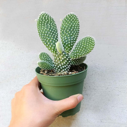 White Bunny Ear Cactus (Plant it Yourself) Bare Rooted